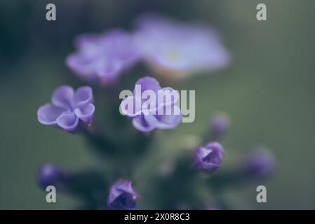 Eine Nahaufnahme der winzigen Blüten von Blue Heliotrope, Heliotropium Amplexicaule, einem ausdauernden Kraut aus Südamerika. Fotografiert in Südafrika Stockfoto