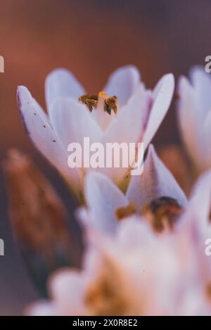 Eine Nahaufnahme der weißen Blüten von Nothoscordum gracile, oder falsches Zwiebelkraut aus Südamerika. Fotografiert in Südafrika Stockfoto