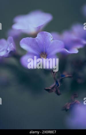 Eine Nahaufnahme der winzigen Blüten von Blue Heliotrope, Heliotropium Amplexicaule, einem ausdauernden Kraut aus Südamerika. Fotografiert in Südafrika Stockfoto