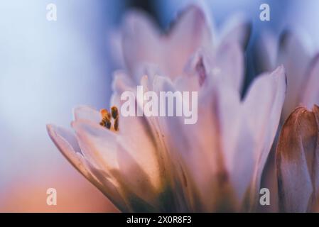 Eine Nahaufnahme der weißen Blüten von Nothoscordum gracile, oder falsches Zwiebelkraut aus Südamerika. Fotografiert in Südafrika Stockfoto