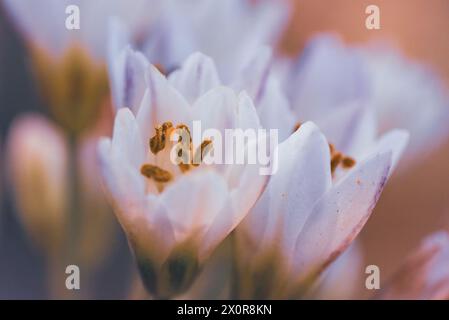 Eine Nahaufnahme der weißen Blüten von Nothoscordum gracile, oder falsches Zwiebelkraut aus Südamerika. Fotografiert in Südafrika Stockfoto