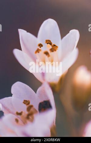 Eine Nahaufnahme der weißen Blüten von Nothoscordum gracile, oder falsches Zwiebelkraut aus Südamerika. Fotografiert in Südafrika Stockfoto