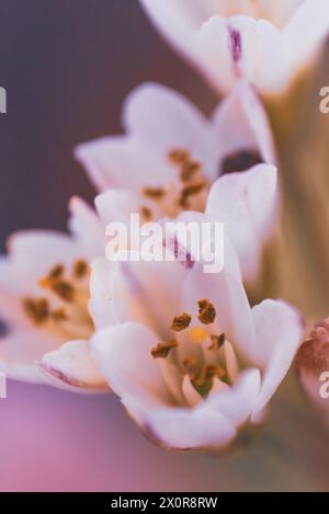 Eine Nahaufnahme der weißen Blüten von Nothoscordum gracile, oder falsches Zwiebelkraut aus Südamerika. Fotografiert in Südafrika Stockfoto