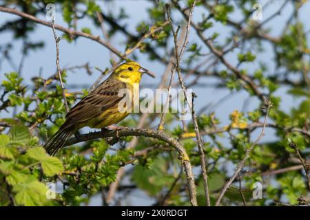 Yellowhammer (Emberiza citrinella), männlicher Vogel, der im Frühjahr in einem Baum thront, England, Vereinigtes Königreich Stockfoto