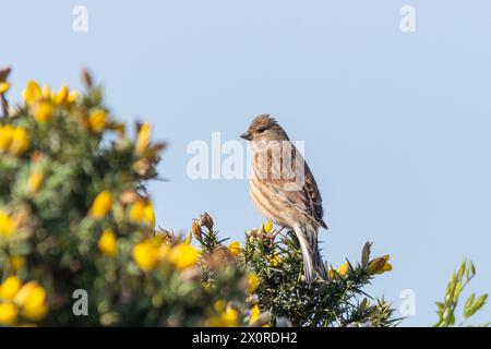 Linnet Vogel (Linaria cannabina), weiblicher Vogel auf einem Ginsterstrauch mit gelben Blüten, England, Großbritannien Stockfoto