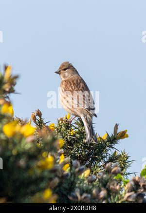 Linnet Vogel (Linaria cannabina), weiblicher Vogel auf einem Ginsterstrauch mit gelben Blüten, England, Großbritannien Stockfoto