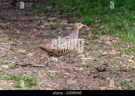 Graues Rebhuhn (Perdix perdix) auf Ackerland oder Feld in den South Downs, West Sussex, England, Großbritannien Stockfoto