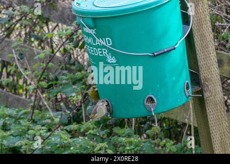 Paar Grünfinken (Carduelis Chloris) auf einem Futterbehälter oder einem Futterbehälter für landwirtschaftliche Vögel, South Downs, West Sussex, England, Großbritannien Stockfoto