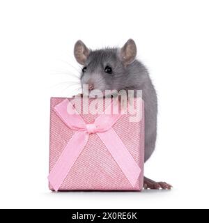 Süße blaue junge Ratte, die hinter einer quadratischen rosa Geschenkbox steht. Blick auf die Kamera. Isoliert auf weißem Hintergrund. Stockfoto