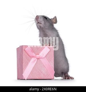 Süße blaue junge Ratte, die hinter einer quadratischen rosa Geschenkbox steht. Suche nach und über der Kamera. Isoliert auf weißem Hintergrund. Stockfoto