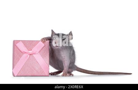 Süße blaue junge Ratte, die neben einer quadratischen rosa Geschenkbox steht. Blick auf die Kamera. Isoliert auf weißem Hintergrund. Stockfoto