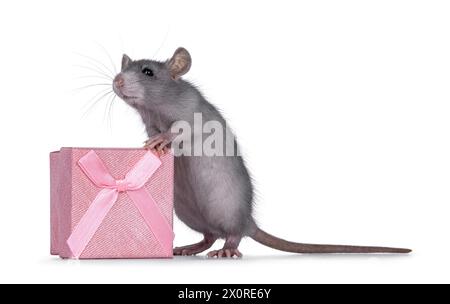 Süße blaue junge Ratte, die neben einer quadratischen rosa Geschenkbox steht. Neben der Kamera wegschauen. Isoliert auf weißem Hintergrund. Stockfoto