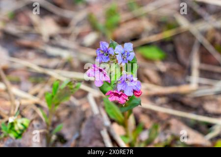 Ungeflecktes Lungenkraut (Pulmonaria obscura) im Frühlingswald Stockfoto