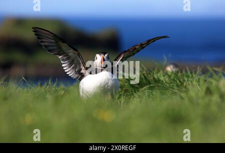 Ein Papageientaucher landet auf Gras an den Klippen auf Lunga auf den Treshnish Isles in Schottland Stockfoto