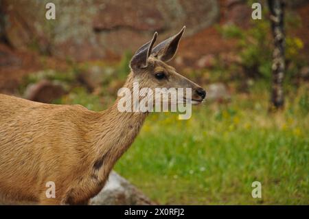 Maultierhirsche (Odocoileus hemionus) im Great Sand Dunes National Park, Colorado Stockfoto