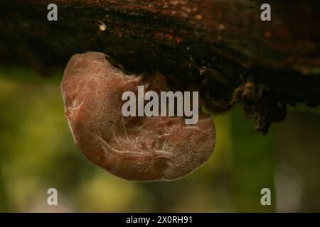 Nahaufnahme und Detail eines Holzohrpilzes, der auf einem Baumstamm im Mangrove Ecotourism Centre PIK, Indonesien wächst Stockfoto