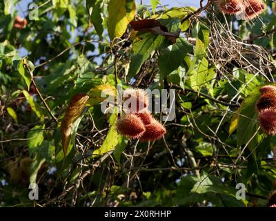 Achiote-Früchte wachsen auf bixa Orellana-Baum, Samenkapseln Reifen Stockfoto