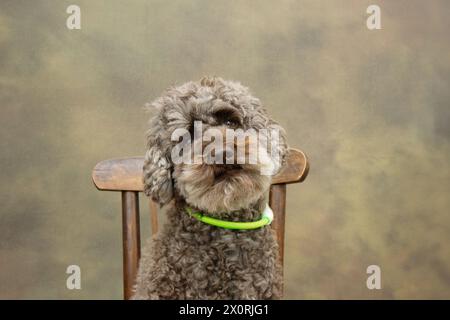 Pudelhund sitzt in die Kamera und trägt ein geführtes Halsband. Isoliert auf grünem, unscharfem Hintergrund Stockfoto