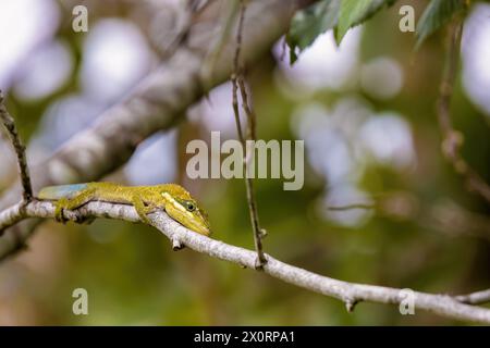 Nahaufnahme einer seltenen flachen Andenanole auf der Jagd auf einem Erlenzweig, aufgenommen in einem Wald in den zentralen Andenbergen Kolumbiens. Stockfoto