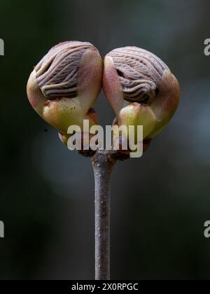 Ein Paar roter buckeye-Baum (Aesculus pavia), der im Frühjahr in einem Garten in Zentral-Virginia eröffnet wird. Die Blüten dieses kleinen, einheimischen Baumes ziehen Kolibri an Stockfoto