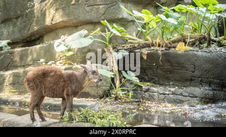 Kleine asiatische Ziege, die vor grünen Zweigen zum Essen steht, Taipeh, Taiwan. Stockfoto