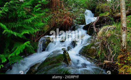 Waldbach in Wales mit kaskadendem Wasser durch Wälder mit Felsen, Farnen und Moos. Stockfoto