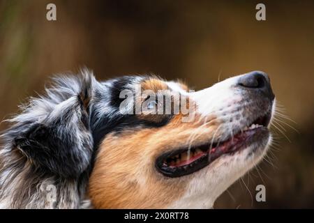 Kopf des männlichen jungen australischen Schäferhundes. Porträt, Nahaufnahme. Stockfoto