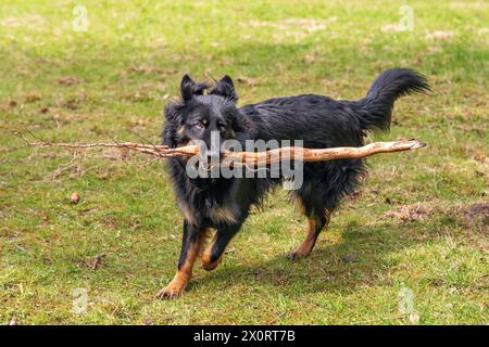 Böhmischer Schäferhund, junger männlicher Hund mit Sticj im Mund auf der Wiese. Stockfoto