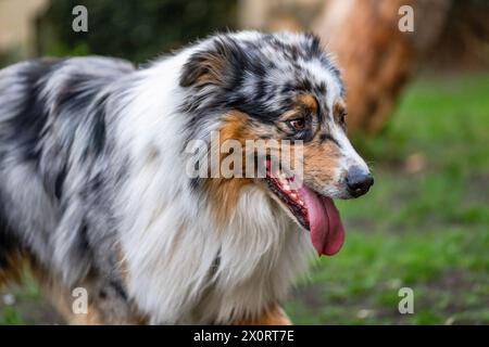 Junger australischer Schäferhund im Garten. Stockfoto