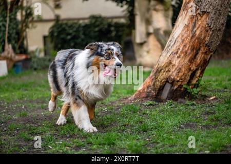 Junger australischer Schäferhund auf Gras im Garten. Stockfoto
