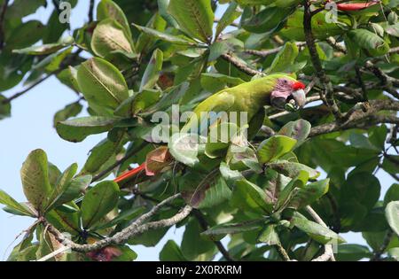 Großer grüner Ara, Ara ambiguus, Psittacidae, Psittaciformes, Aves. Tortuguero, Costa Rica. Der große Grüne Ara (Ara ambiguus), auch bekannt als Buffo Stockfoto