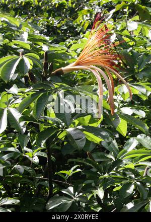 Malabar Chestnut, Pachira aquatica, Malvaceae. Tortuguero, Costa Rica, Mittelamerika. Stockfoto