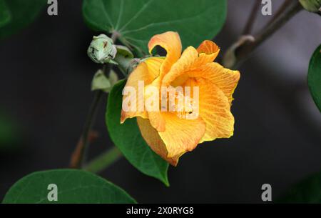 Sea Hibiscus, Beach Hibiscus, Coast Hibiscus, Hibiscus tiliaceus, Malvaceae. Tortuego, Costa Rica. Stockfoto