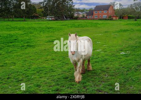 shire Horse auf dem Feld auf der Farm warwickshire england großbritannien Stockfoto