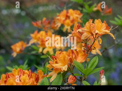 Farbenfrohe Azaleen außerhalb des ummauerten Gartens in den Eastcote House Gardens, mit blauen Glocken und blauem Vergissmeint-Not im Hintergrund. Eastcote, London, Großbritannien. Stockfoto