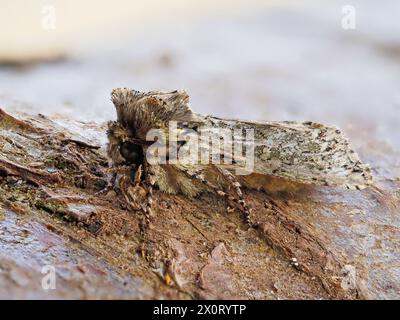 Eine Frosted Green Motte, Polyploca reitet auf einem Baumzweig. Stockfoto