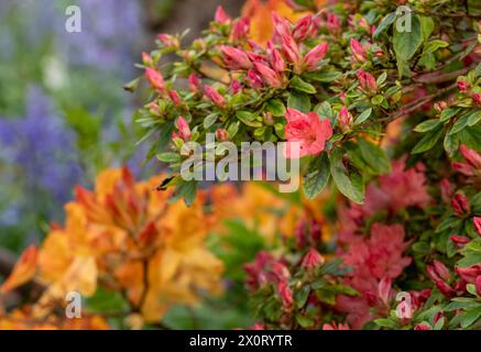 Farbenfrohe Azaleen außerhalb des ummauerten Gartens in den Eastcote House Gardens, mit blauen Glocken und blauem Vergissmeint-Not im Hintergrund. Eastcote, London, Großbritannien. Stockfoto