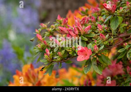 Farbenfrohe Azaleen außerhalb des ummauerten Gartens in den Eastcote House Gardens, mit blauen Glocken und blauem Vergissmeint-Not im Hintergrund. Eastcote, London, Großbritannien. Stockfoto