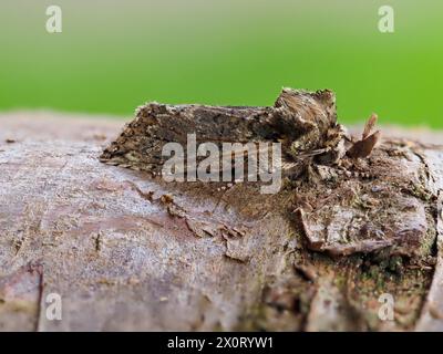 Eine Frosted Green Motte, Polyploca reitet auf einem Baumzweig. Stockfoto