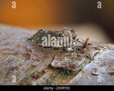 Eine Frosted Green Motte, Polyploca reitet auf einem Baumzweig. Stockfoto