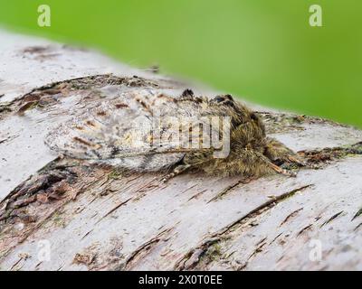 Eine große prominente Motte, Peridea anceps, die auf einem silbernen Birkenzweig ruht. Stockfoto