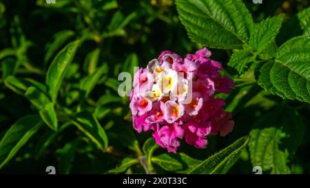 Rosafarbene und gelbe lantana-Blüten, Lantana Camara, das gemeine lantana Stockfoto