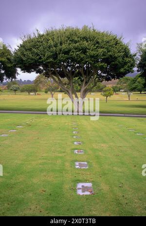Oahu, Hawaii, USA - National Memorial Cemetery of the Pacific, Honolulu. Chinesischer Banyan-Baum. Stockfoto