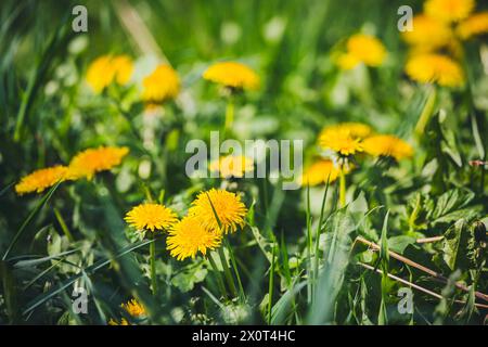 Löwenzahn Stockfoto