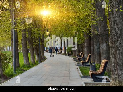 Die längste in Europa Lindenallee in Uzhgorod Stadt. Zarte grüne Laub der frühen Frühling. Ukraine, Europa Stockfoto