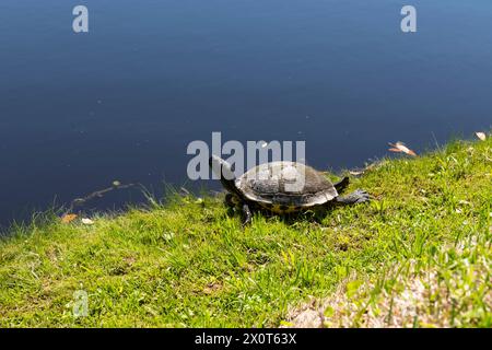 Eine Schildkröte, die sich in der Mittagssonne auf der Middleton Place Plantage in South Carolina sonnt. Stockfoto