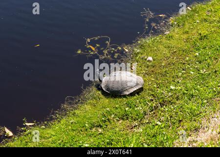 Eine Schildkröte, die sich in der Mittagssonne auf der Middleton Place Plantage in South Carolina sonnt. Stockfoto