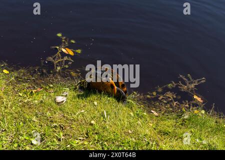 Eine Schildkröte, die sich in der Mittagssonne auf der Middleton Place Plantage in South Carolina sonnt. Stockfoto