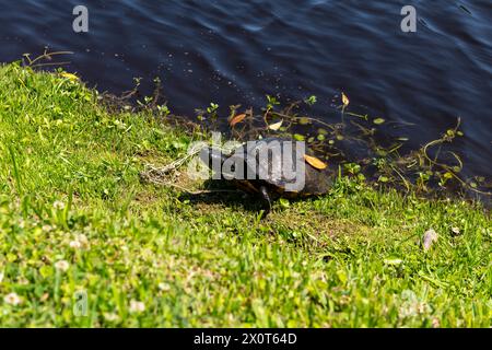 Eine Schildkröte, die sich in der Mittagssonne auf der Middleton Place Plantage in South Carolina sonnt. Stockfoto