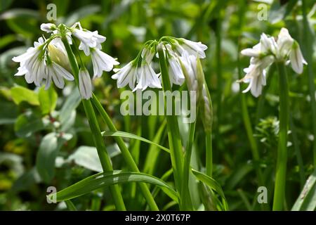 Zierliche weiße Frühlingsblumen von dreieckigem Lauch, auch bekannt als wilder Knoblauch oder Allium triquetrum, der auf der britischen Wiese im April wächst Stockfoto